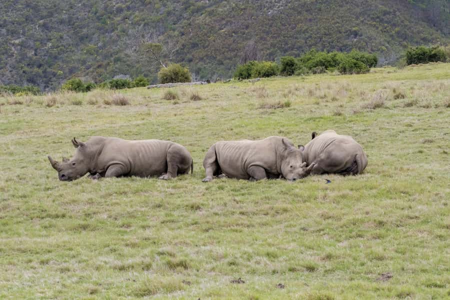 From Cape Town: South African Wildlife and Safari 2-Day Tour - Key points at a glance