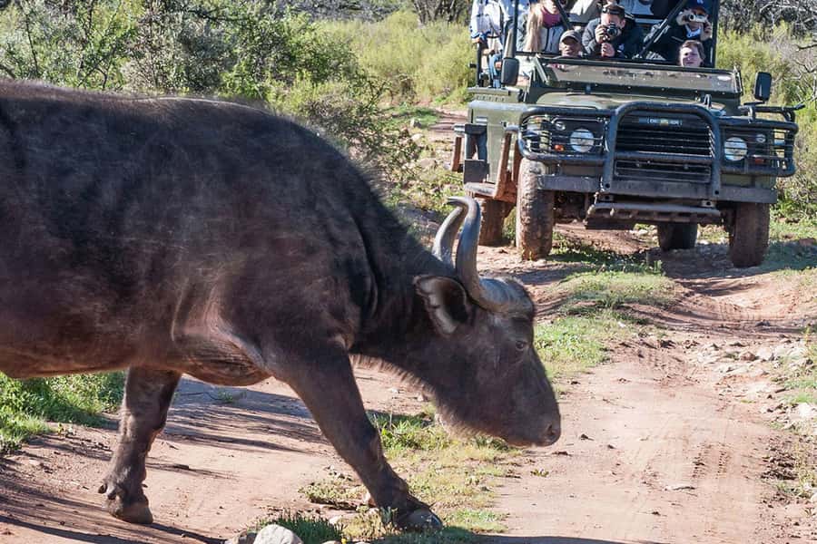 From Cape Town: South African Wildlife and Safari 2-Day Tour - Who will enjoy this tour most