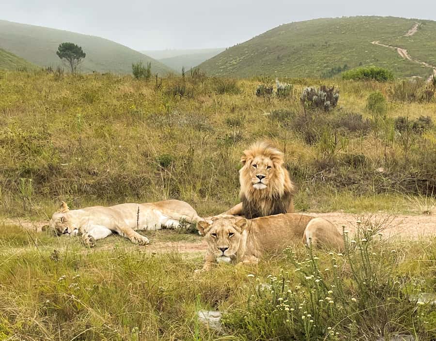 From Cape Town: South African Wildlife and Safari 2-Day Tour - The real shape of this two-day safari