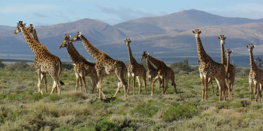 From Cape Town: South African Wildlife and Safari 2-Day Tour - Oudtshoorn after dark