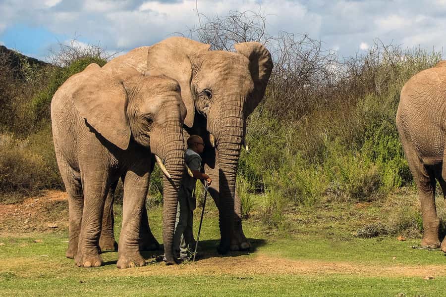 From Cape Town: South African Wildlife and Safari 2-Day Tour - The optional elephant observation