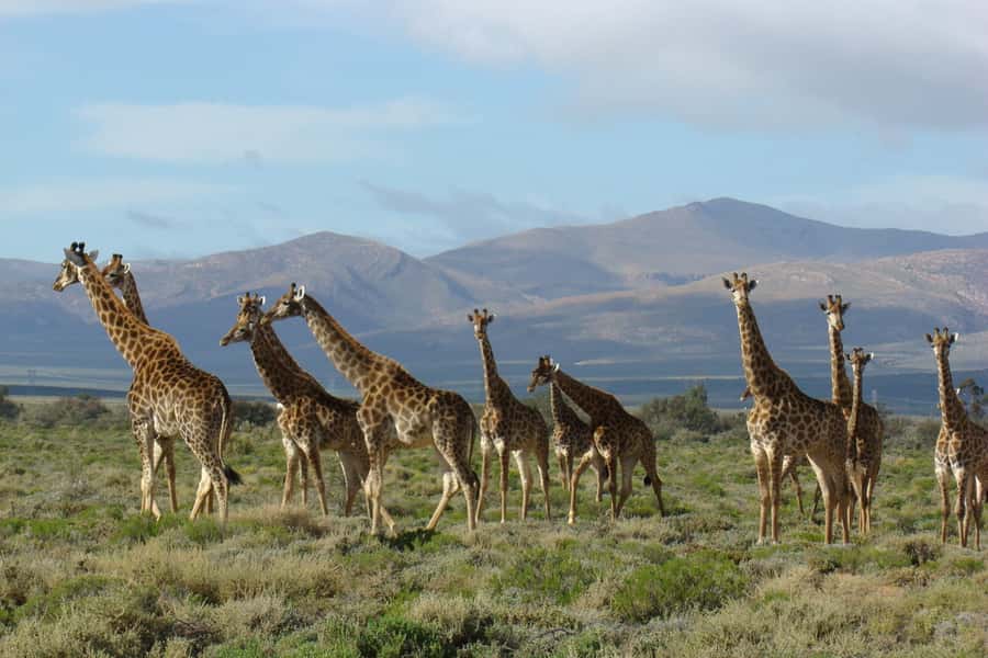 From Cape Town: South African Wildlife and Safari 2-Day Tour - The return through Route 62