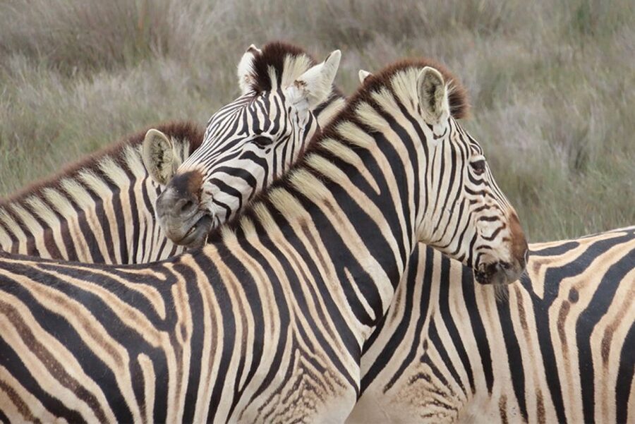 From Cape Town: Wildlife Safari, Olive, Beer & Wine Tasting - A West Coast day built around variety