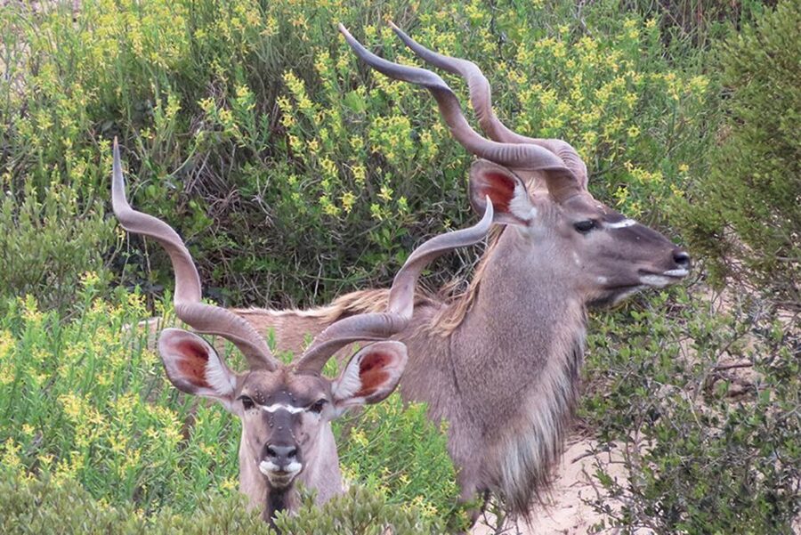 From Cape Town: Wildlife Safari, Olive, Beer & Wine Tasting - Buffelsfontein and the limits of this safari