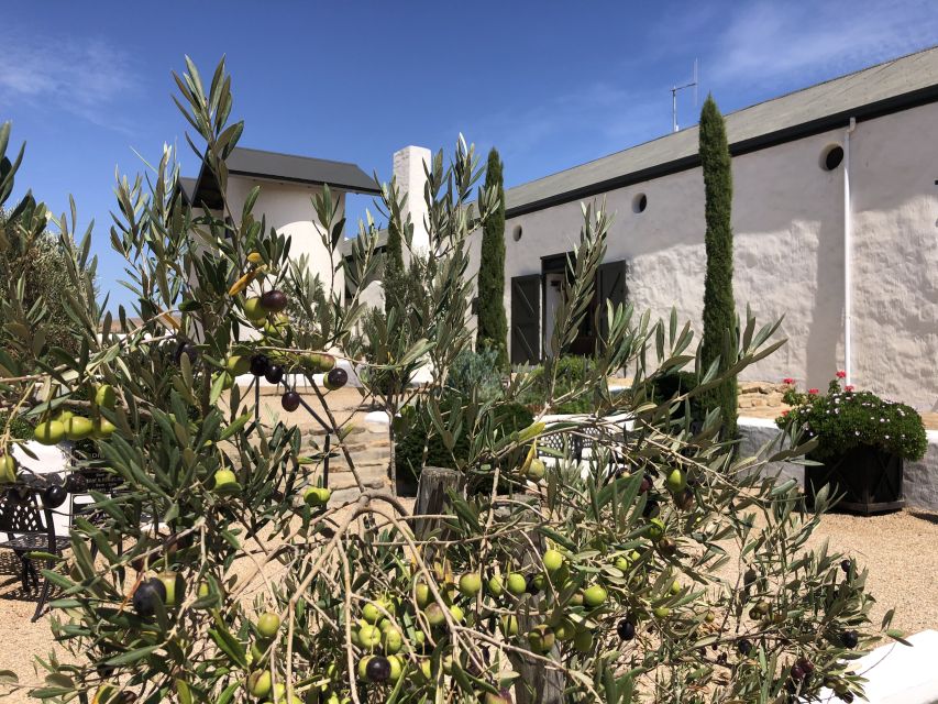 From Cape Town: Wildlife Safari, Olive, Beer & Wine Tasting - Is $432 a fair price?