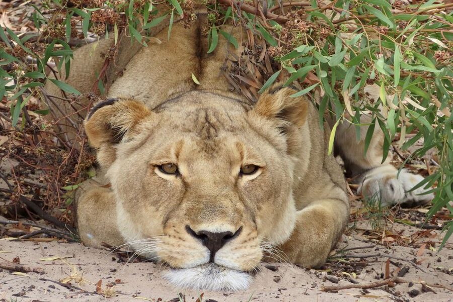 From Cape Town: Wildlife Safari, Olive, Beer & Wine Tasting - Alexanderfontein’s olive and wine tasting
