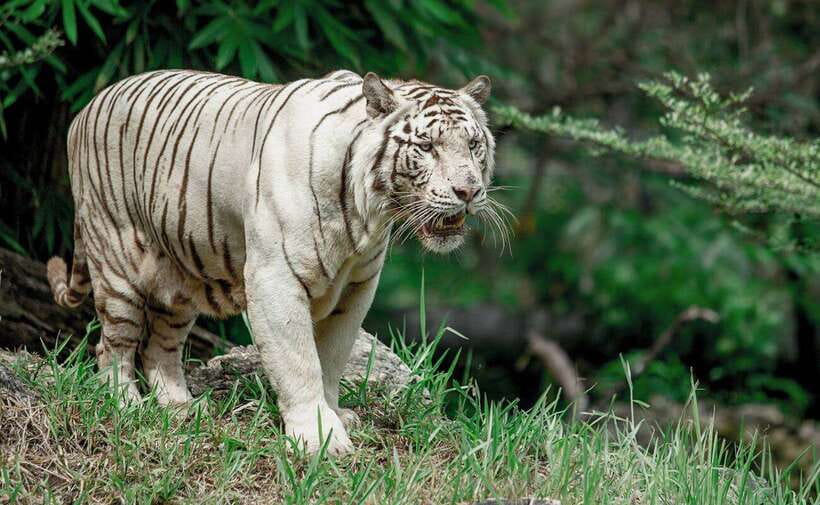 From Cebu City: Cebu Safari and Adventure Park Day Tour - The African Savanna Schedule