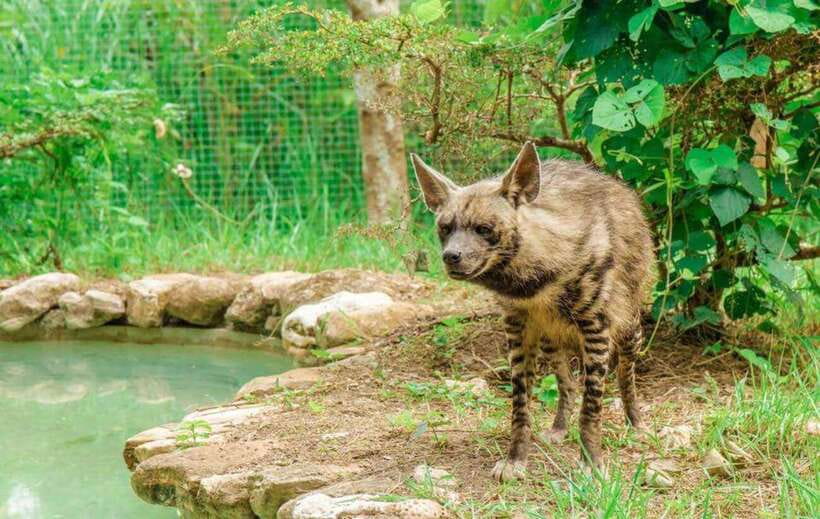 From Cebu City: Cebu Safari and Adventure Park Day Tour - White Lions, Bengal Tigers, and Big Cat Timing