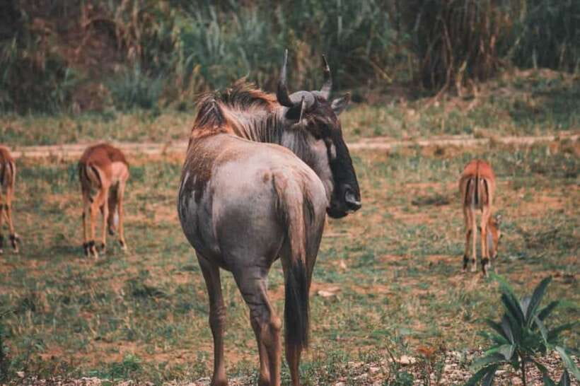 From Cebu City: Cebu Safari and Adventure Park Day Tour - Michelle’s Garden and Gardens of the World