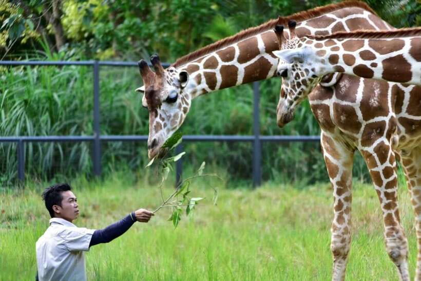 From Cebu City: Cebu Safari and Adventure Park Day Tour - Is $90 a Fair Price?