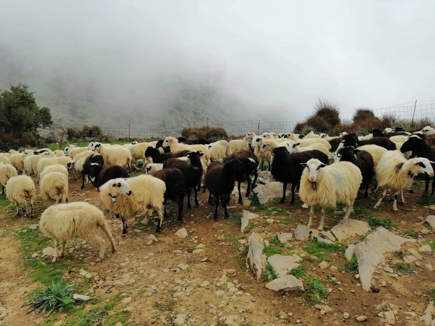 From Chania: White Mountains Land Rover Safari - Key points to know before booking