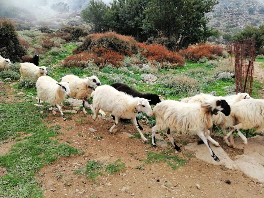 From Chania: White Mountains Land Rover Safari - The 1,350-meter viewpoint