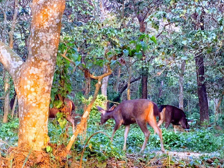 From Chitwan : Jeep Safari,Canoeing,Forest walk Day Tour - A short forest walk for plants and smaller creatures