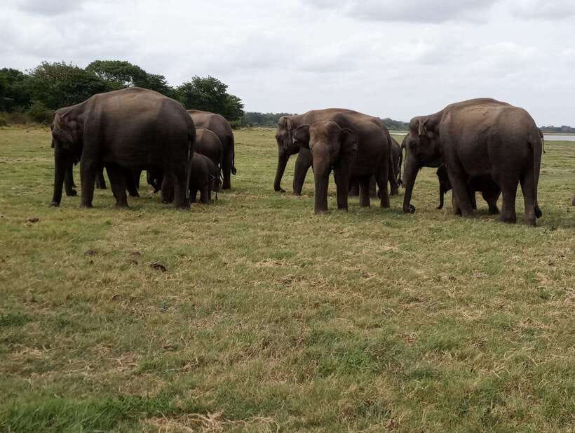 From Colombo: Sigiriya & Dambulla Day Tour with Safari - Comfort, group size, and the late return