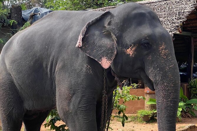 From Colombo to Sigiriya Fortress, Dambulla & Minneriya Safari - Why the private car matters on this route