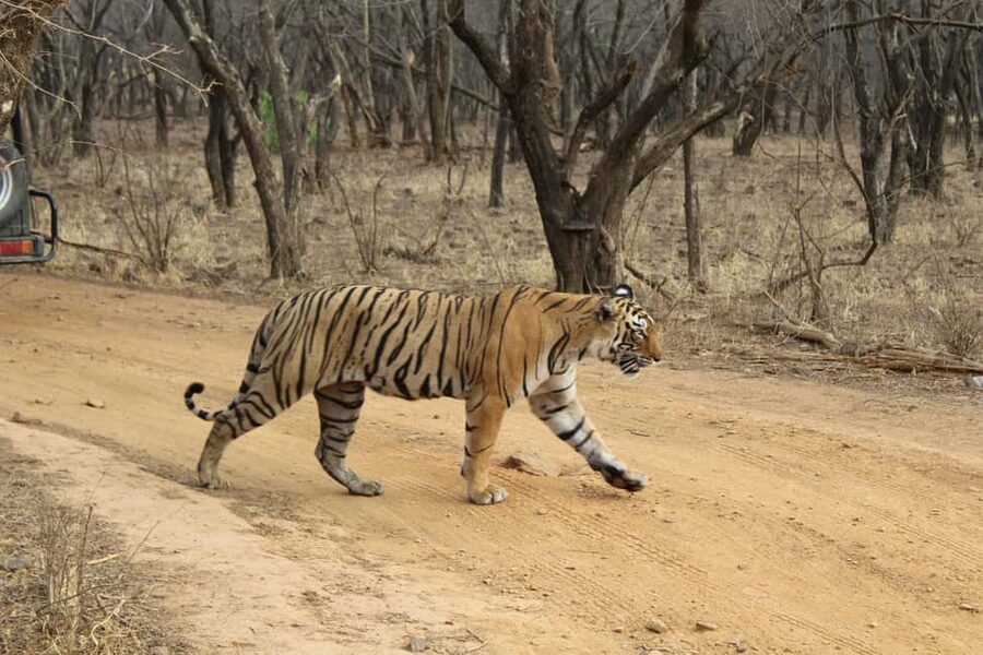 From Delhi: 4-Day Golden Triangle & Ranthambore Tiger Safari - Why this four-day route works