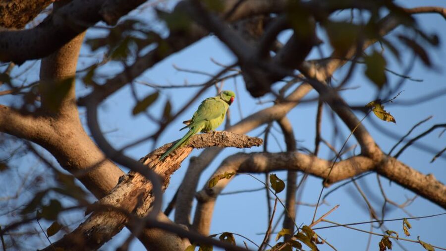 From Delhi: 4-Day Golden Triangle & Ranthambore Tiger Safari - The road time is part of the experience