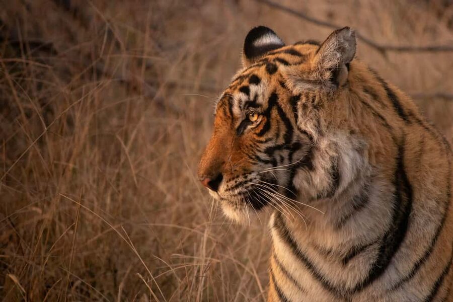 From Delhi: 4-Day Golden Triangle & Ranthambore Tiger Safari - Day one: Delhi’s monuments before the drive to Agra