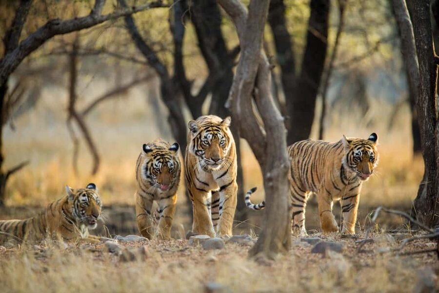 From Delhi: 5 Day Golden Triangle, Safari, & Bird Sanctuary - FAQ