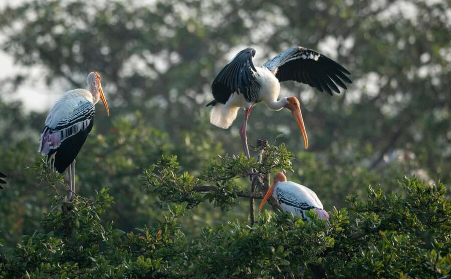 From Delhi: 5 Day Golden Triangle, Safari, & Bird Sanctuary - Day 3: Two Ranthambore safaris and the patience of wildlife