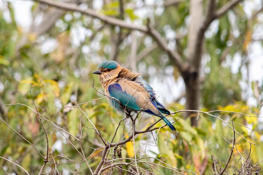 From Delhi: 5 Day Golden Triangle, Safari, & Bird Sanctuary - Day 2: Taj Mahal sunrise, Agra Fort, and Bharatpur birds