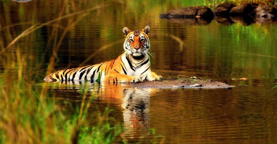 From Delhi: 5-Day Tiger Safari & Golden Triangle Tour - Jaipur’s palaces and the Pink City