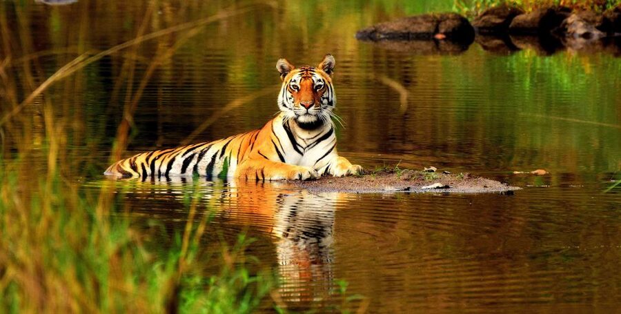 From Delhi: 5-Day Tiger Safari & Golden Triangle Tour - Delhi’s monuments on the first day