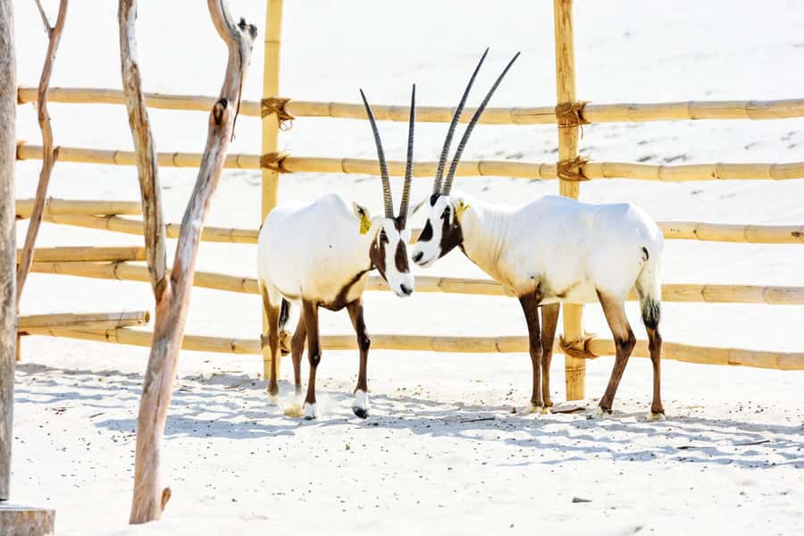 From Doha: 8-hour Safari Tour with Desert Beach Experience - Five hours at Al Majles Resort
