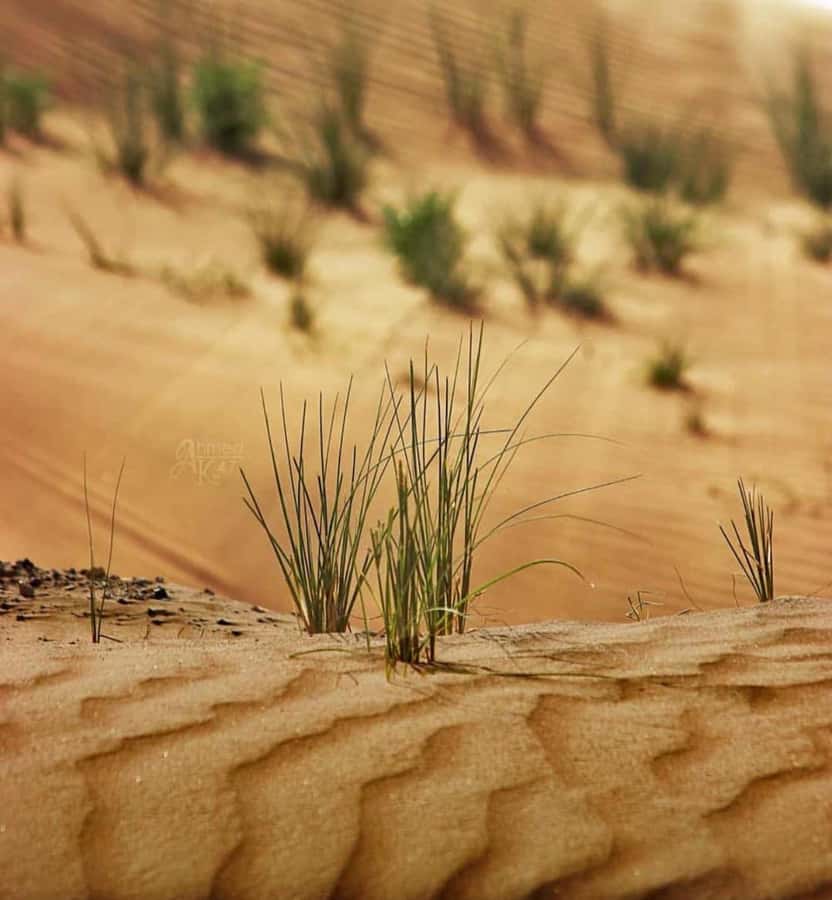 From Doha: Sunrise or Sunset Safari with Sand Boarding - Sandboarding on Qatar’s soft slopes