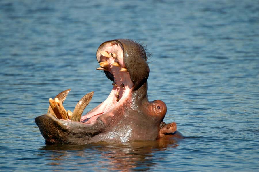 From Durban: Half-Day Safari Tour - Tala Game Reserve in a six-hour Durban outing