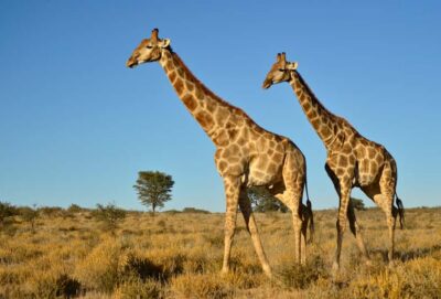 Half-Day Safari Tour
