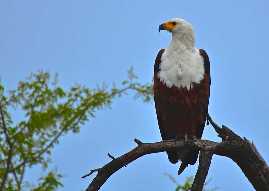 From Durban: Half-Day Safari Tour - Pickup from Durban and timing