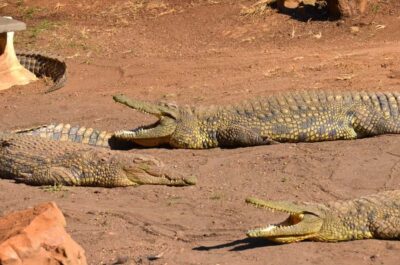 Safari & PheZulu Village Day Tour