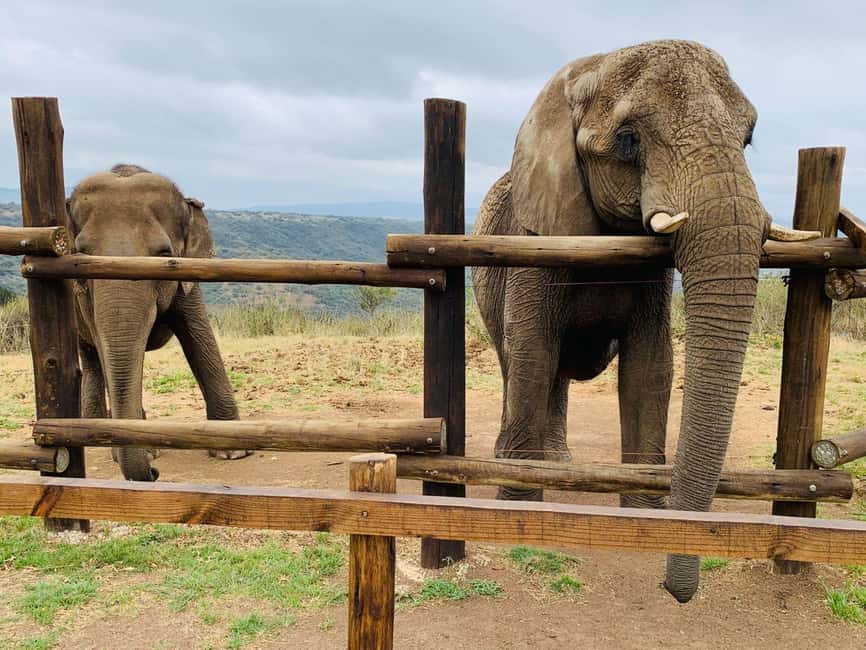 From Durban: Safari & PheZulu Village Day Tour - PheZulu and the Valley of 1000 Hills