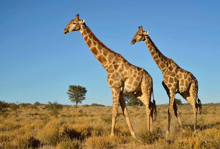From Durban: Safari & PheZulu Village Day Tour - Snakes, crocodiles, and the PheZulu Reptile Park
