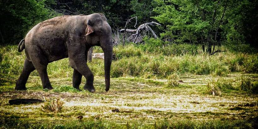From Ella: All Inclusive Udawalawe National Park Safari - Why Udawalawe works well from Ella