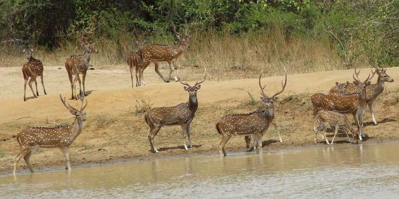 From Ella: All Inclusive Udawalawe National Park Safari - Who will enjoy this safari most