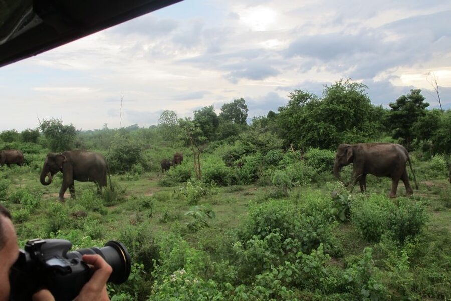 From Ella: All Inclusive Udawalawe National Park Safari - Simple preparation for a better day