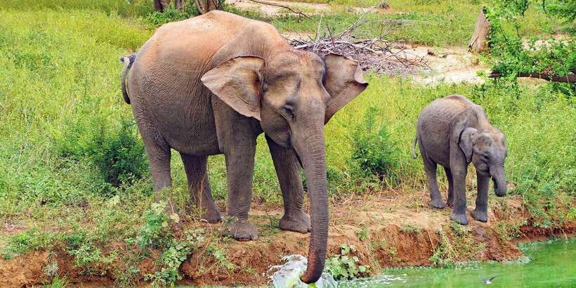 From Ella: All Inclusive Udawalawe National Park Safari - The early pickup from Ella, Bandarawela, or Wellawaya