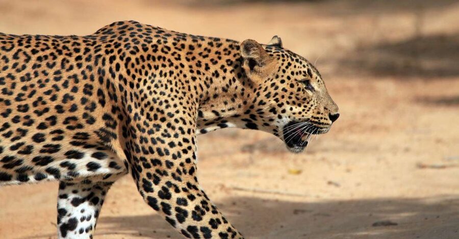 From Ella: Drop to Tangalle/Hiriketiya/Mirissa & Yala Safari - Key points to know before booking