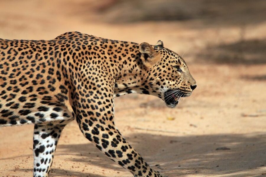 From Ella: Drop to Tangalle/Hiriketiya/Mirissa & Yala Safari - Why this Ella to Yala transfer works so well