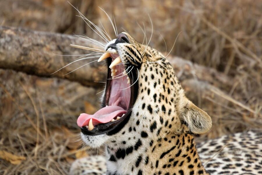 From Ella: Drop to Tangalle/Hiriketiya/Mirissa & Yala Safari - Searching for leopards without false promises