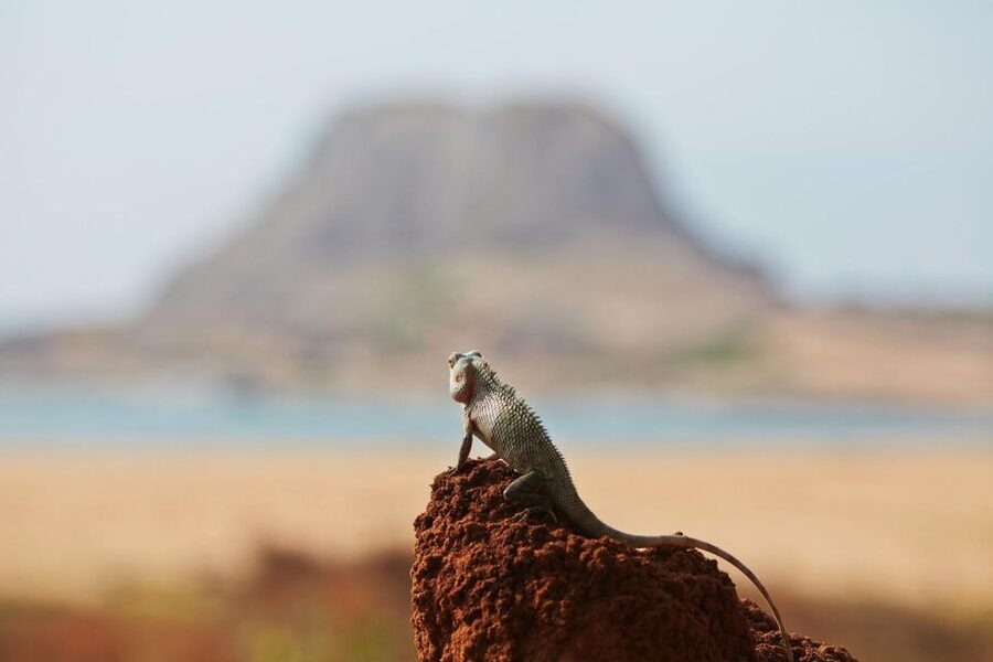 From Ella: Drop to Tangalle/Hiriketiya/Mirissa & Yala Safari - Morning safari or afternoon safari?