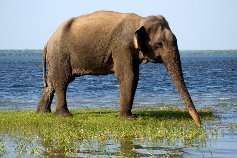 From Ella: Drop to Tangalle/Hiriketiya/Mirissa & Yala Safari - Understanding the price and the extra park fee