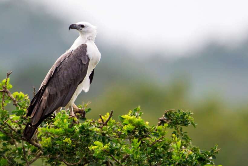 From Ella: Shuttle to Tangalle/Hiriketiya with Yala Safari - What happens after pickup in Ella