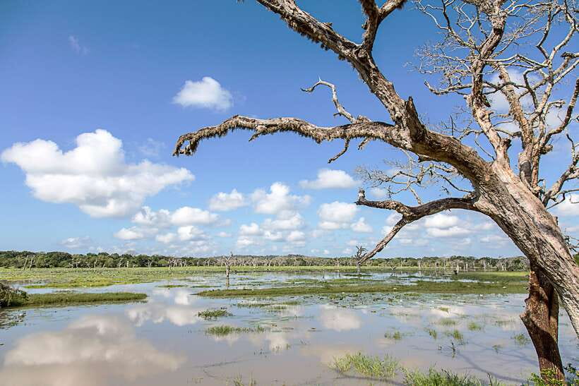 From Ella: Shuttle to Tangalle/Hiriketiya with Yala Safari - Guide quality and communication