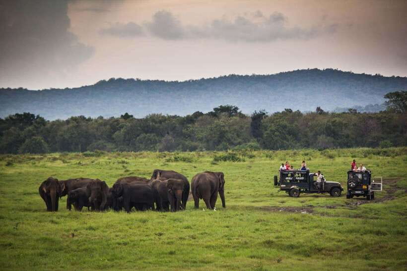 From Ella: Udawalawa Safari and Tangalle/Hiriketiya Transfer - The guides can make the difference