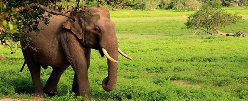 From Ella: Udawalawa Safari and Tangalle/Hiriketiya Transfer - What to bring for the park