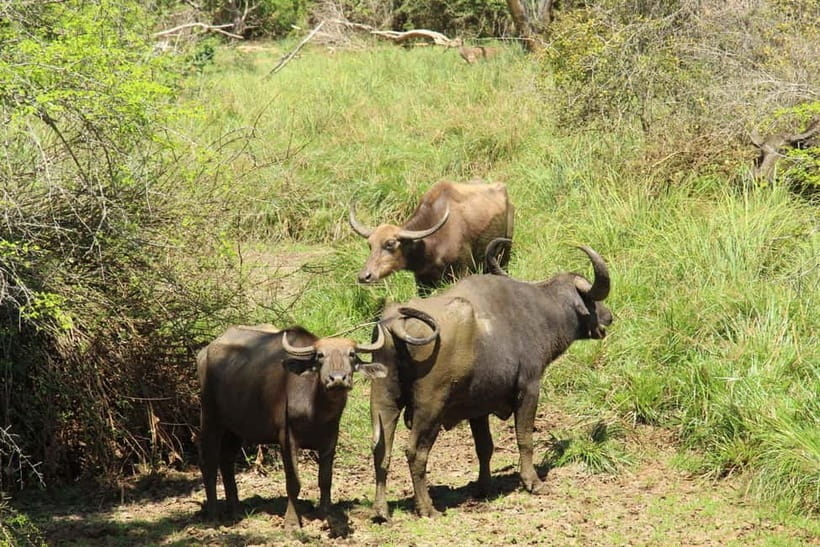 From Ella : Udawalawa Safari & Drop Tangalle/ Mirissa/ Galle - Continuing toward Mirissa, Galle, or Tangalle