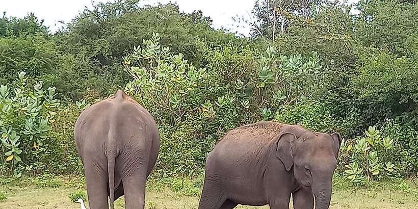 From Ella: Udawalawe National Park Safari Tour - Why this safari works well from Ella